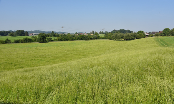 Compostin Natura Wiese